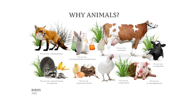 Why animals?